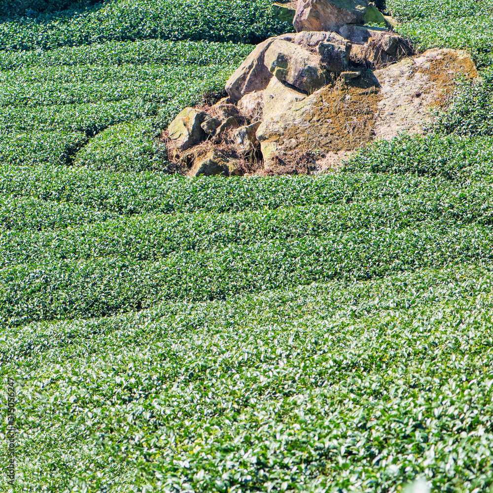 Beautiful green tea crop garden rows scene with blue sky and cloud, design concept for the fresh tea