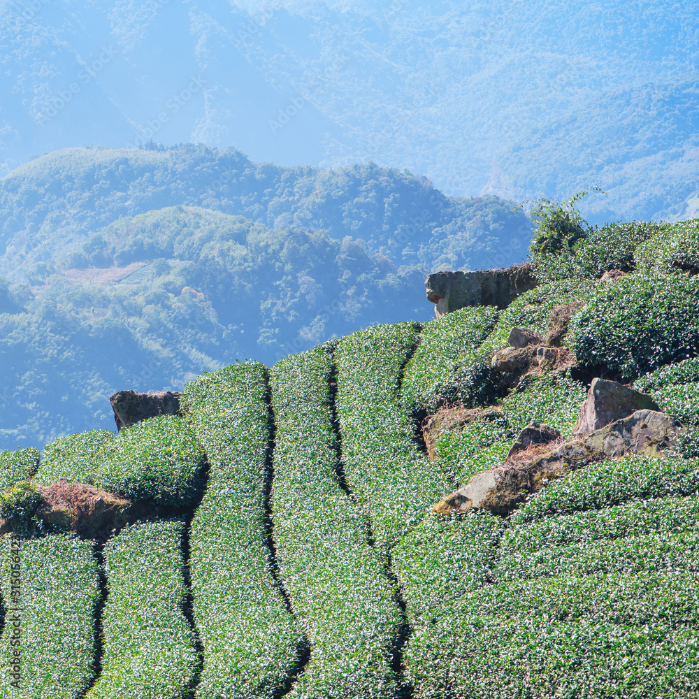 Beautiful green tea crop garden rows scene with blue sky and cloud, design concept for the fresh tea