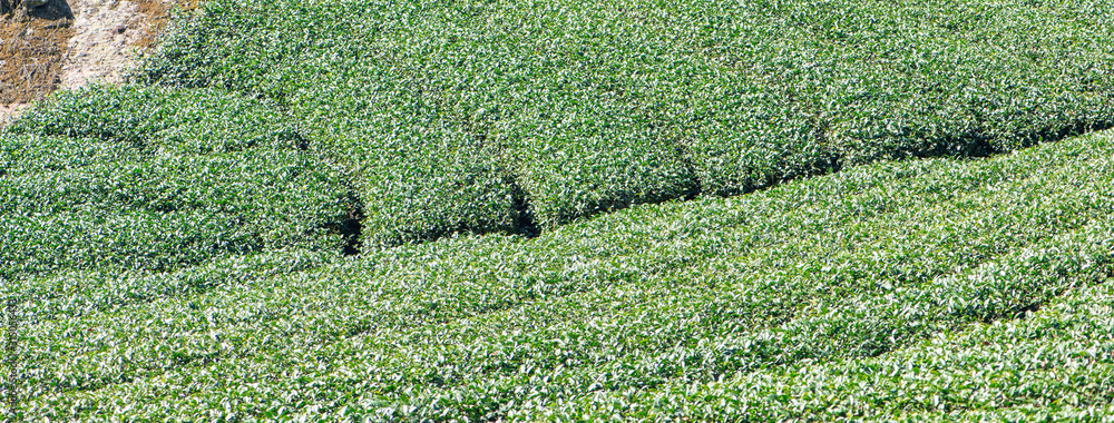 Beautiful green tea crop garden rows scene with blue sky and cloud, design concept for the fresh tea