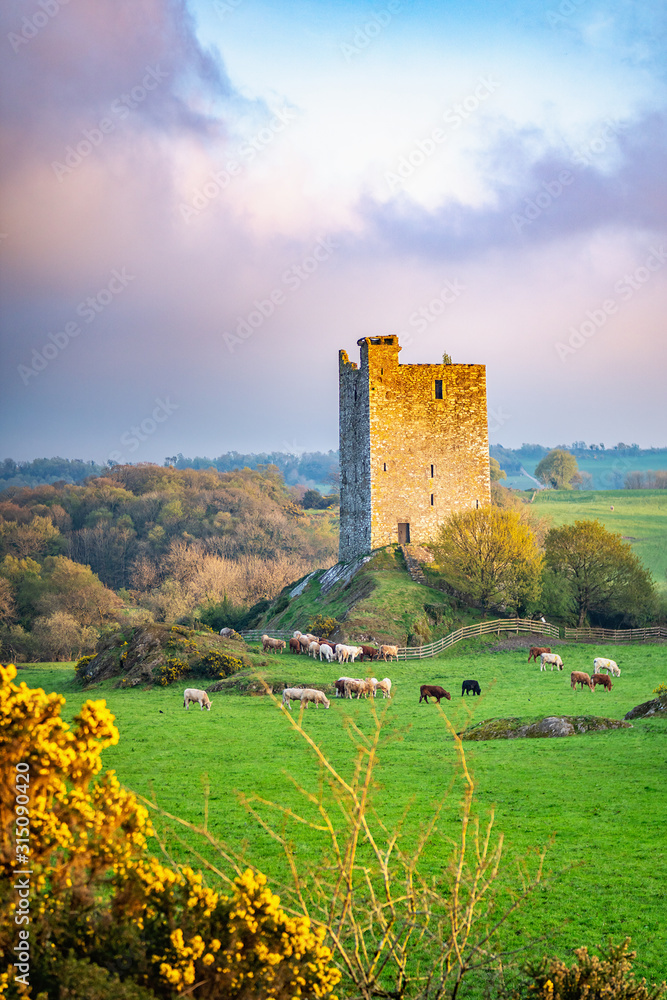 Carrigaphooca Castle photographed from the north east in the evening