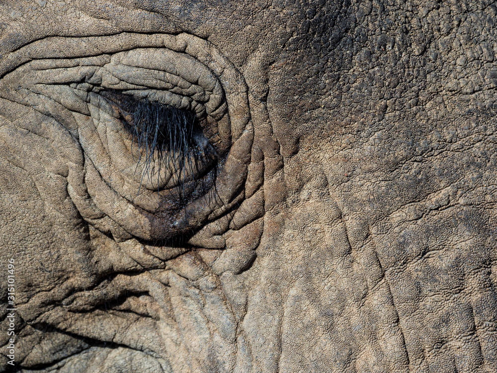 非洲灌木象（Loxodonta africana）眼睛细节。南非西开普省卡鲁