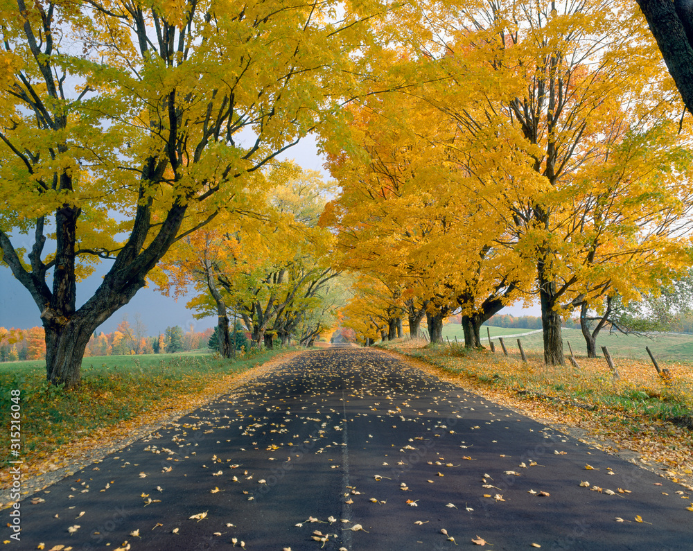 Peacham，Road in Autumn，佛蒙特州