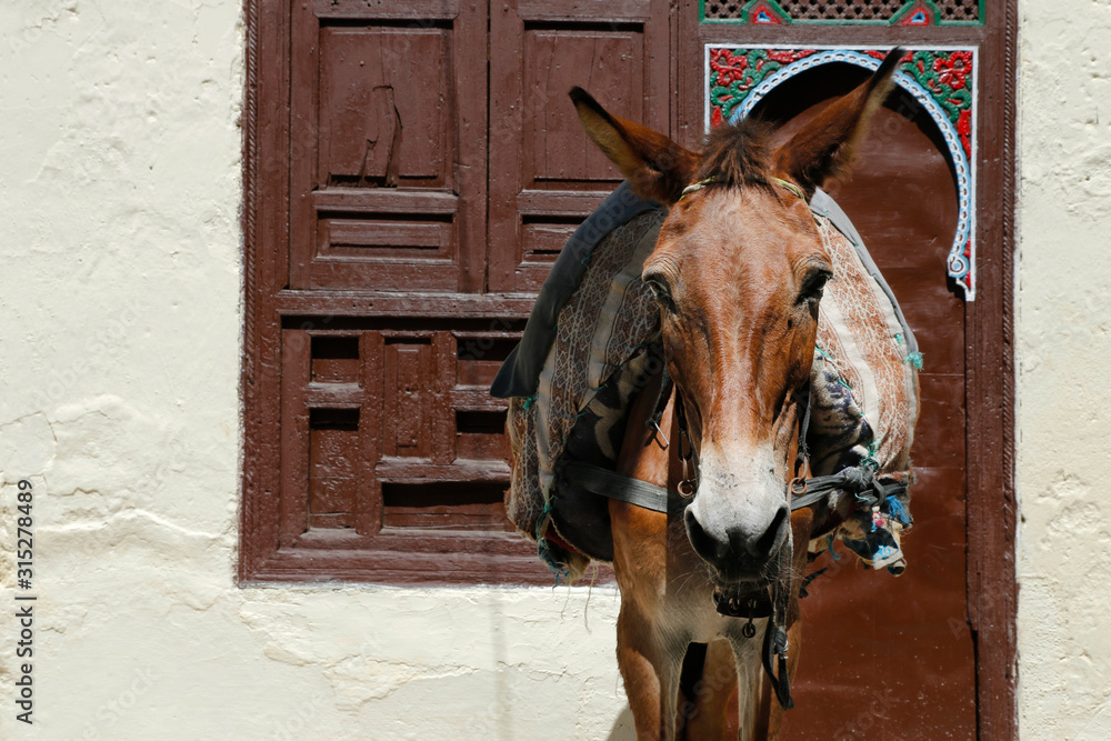 horse at the médina of  Meknes -Morocco 