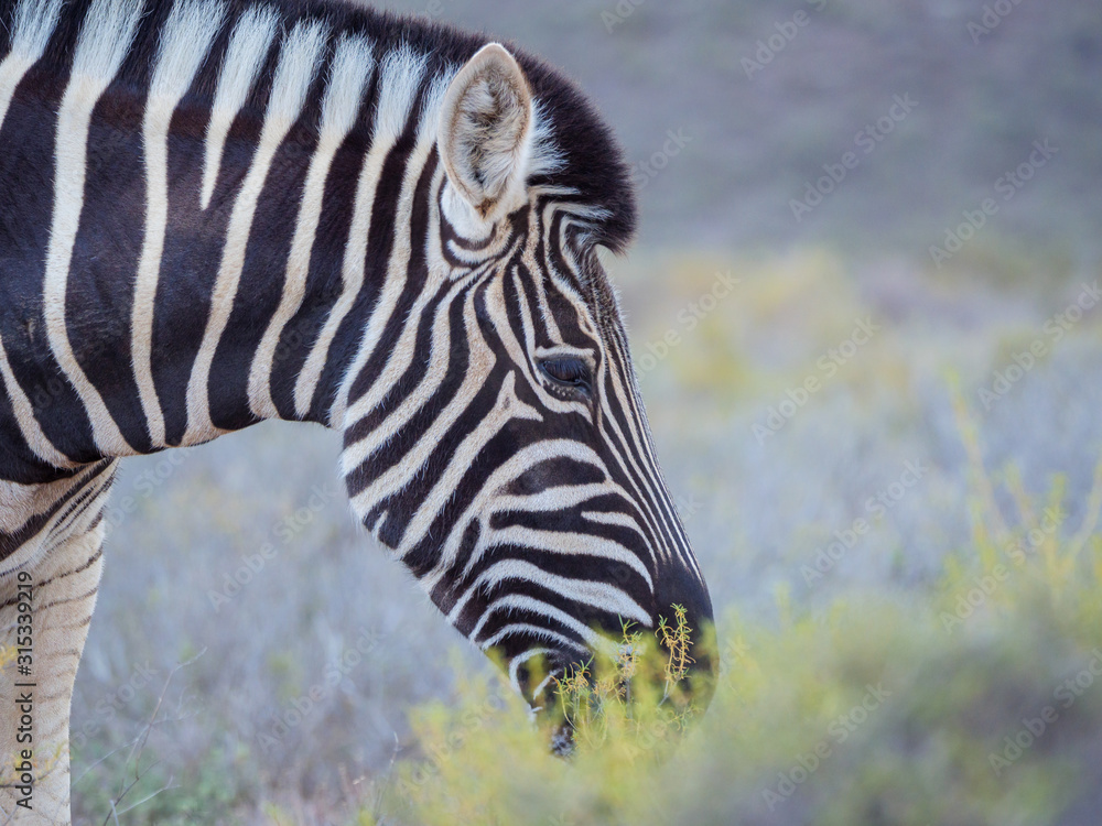 平原斑马（Equus quagga，前身为Equus burchellii）放牧。南非西开普省卡鲁。