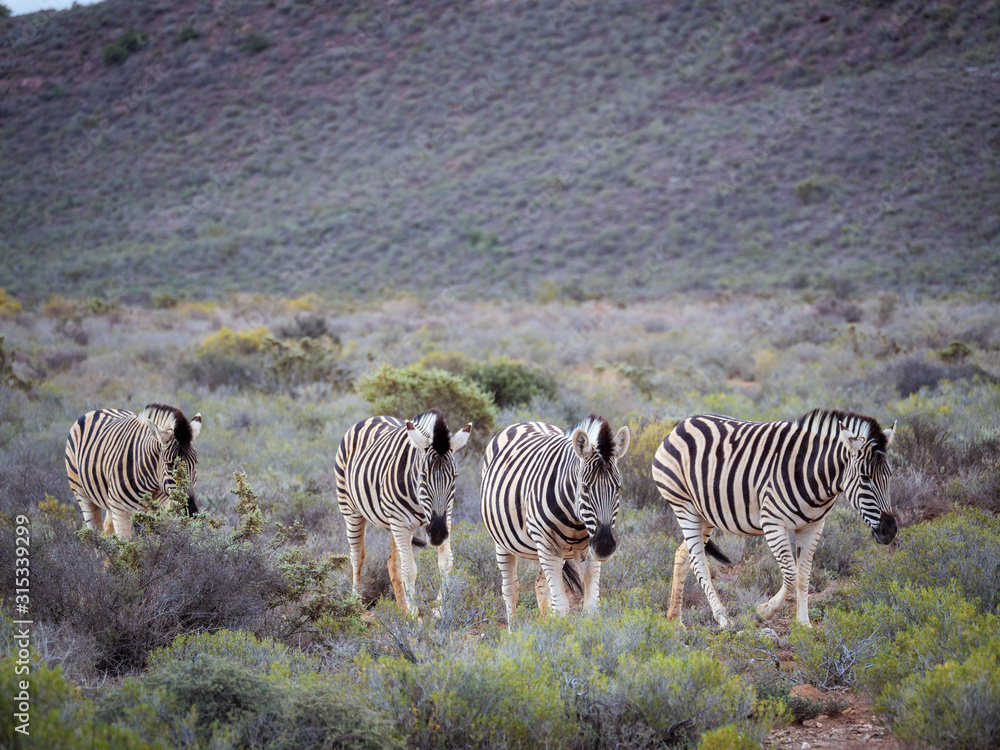 平原斑马（Equus quagga，前身为Equus burchellii）放牧。南非西开普省卡鲁