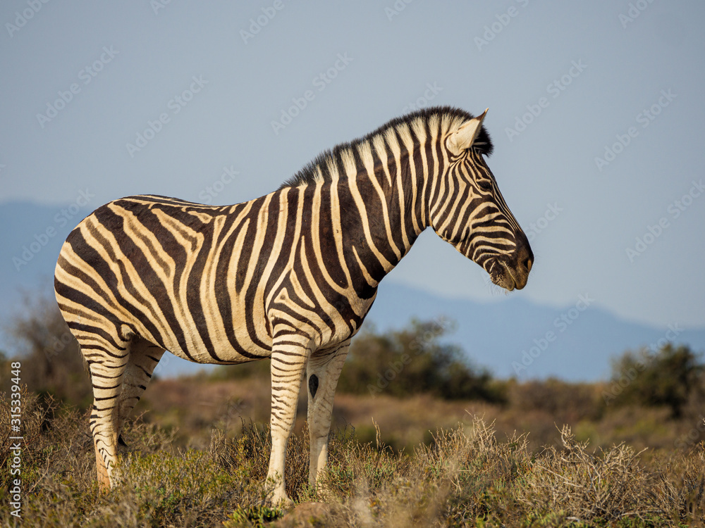 平原斑马（Equus quagga，前身为Equus burchellii）。南非西开普省卡鲁。