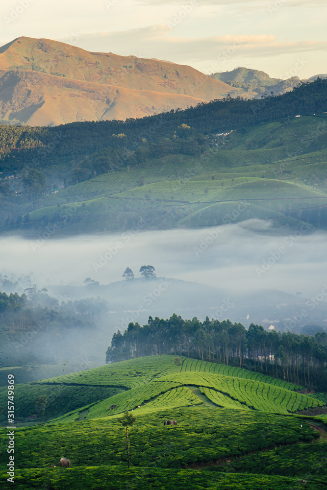 Munnar茶园的青山