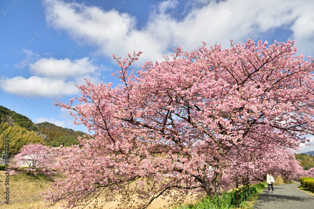 【静岡県南伊豆】河津桜まつり