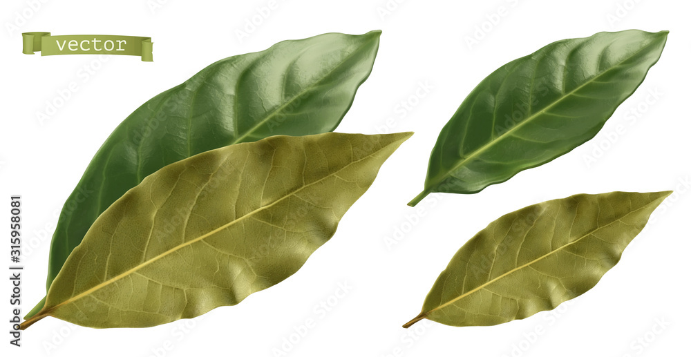 Bay leaf.3d逼真矢量