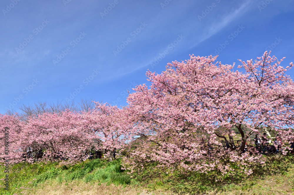 日本の春イメージ。河津桜