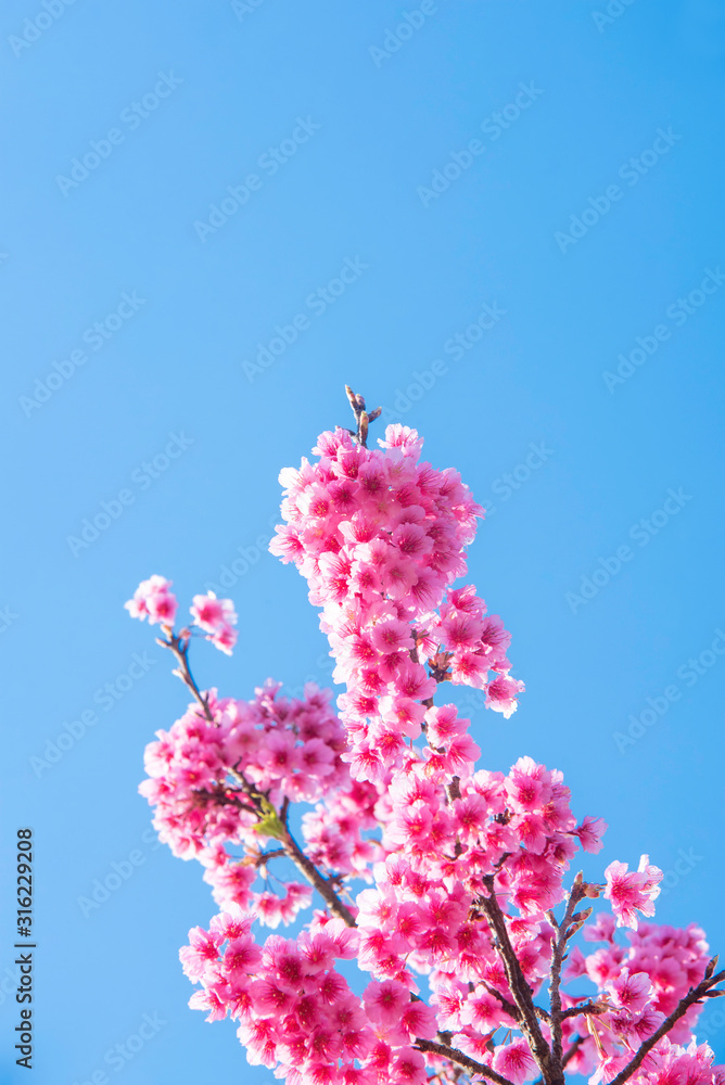 蓝天背景下的粉红色花朵