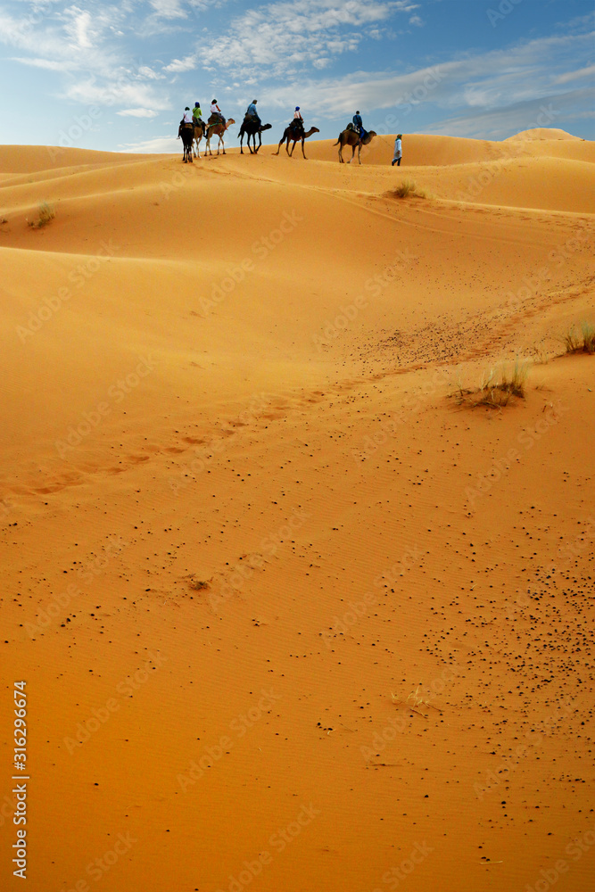 Caravan of camel in the sahara desert of Morocco