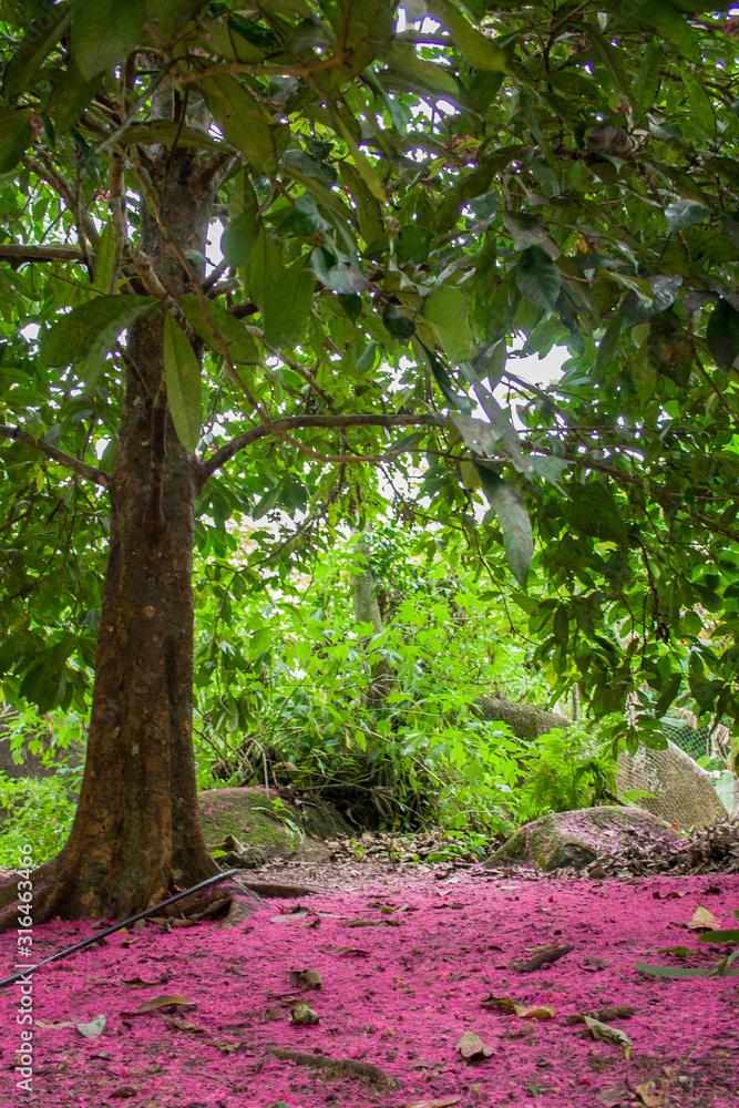 A flowered flamboyant tree in the Cairuçu Environmental Protection Area. Rio de janeiro, Brazil