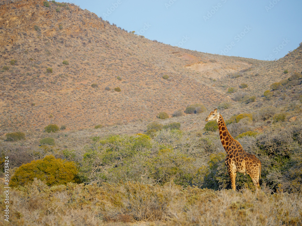 南非长颈鹿或开普长颈鹿（Giraffa camelopardalis Giraffa）。南非西开普省卡鲁