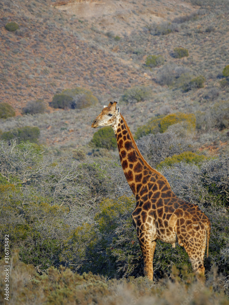 南非长颈鹿或开普长颈鹿（Giraffa camelopardalis Giraffa）。南非西开普省卡鲁