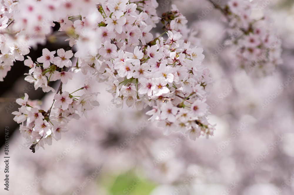 Scientific name is Cerasus ×yedoensis (Matsum.) Masam. & Suzuki ‘Somei-yoshino. 