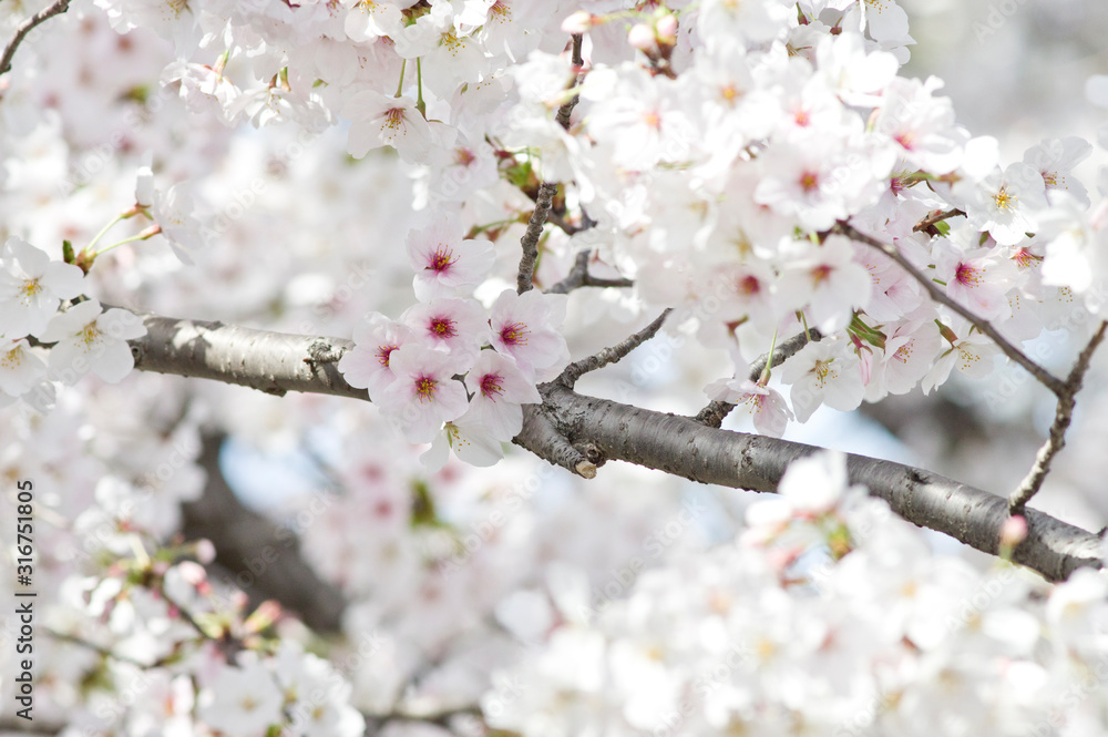 Scientific name is Cerasus ×yedoensis (Matsum.) Masam. & Suzuki ‘Somei-yoshino. 