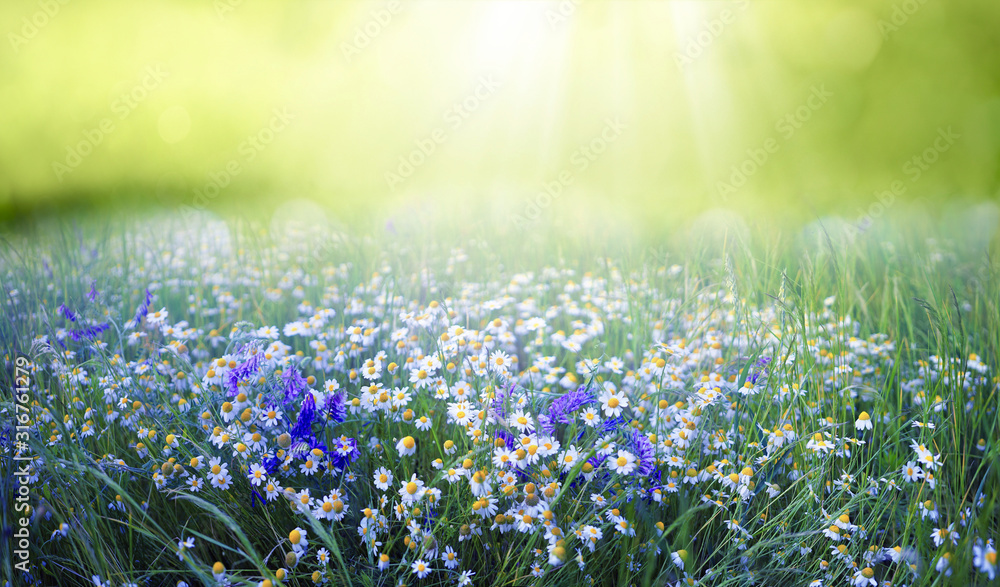 Beautiful field meadow flowers chamomile and violet wild bells in morning green grass in sunlight, n