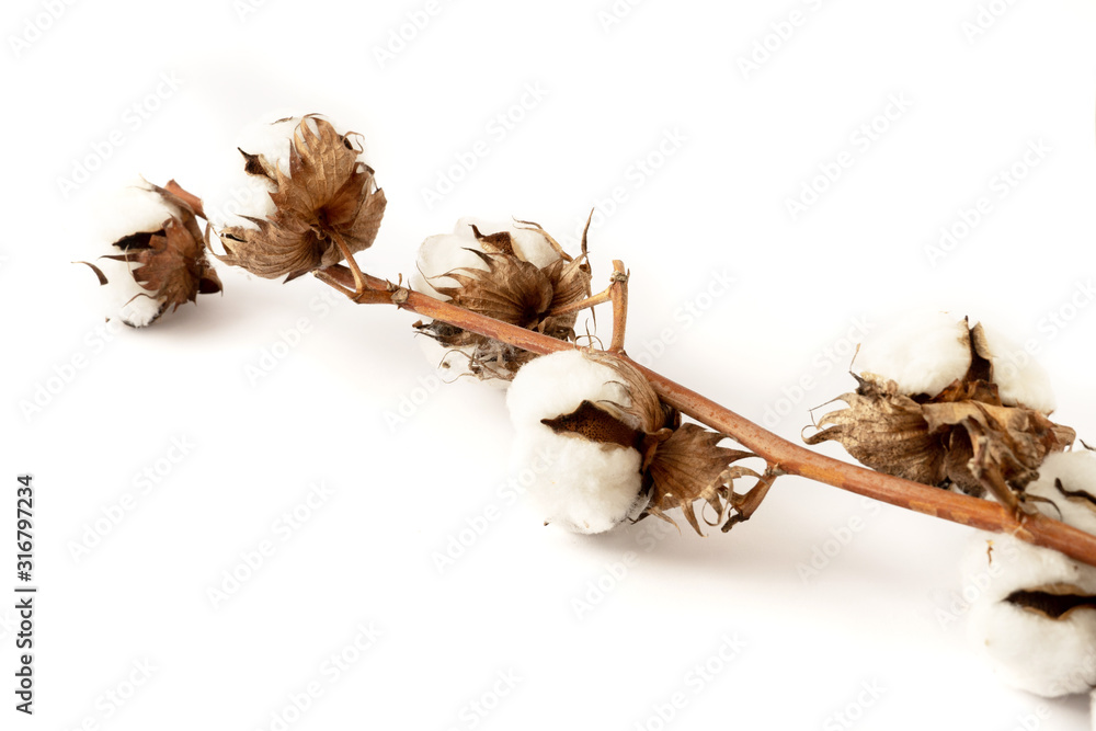 Cotton flower on a white background