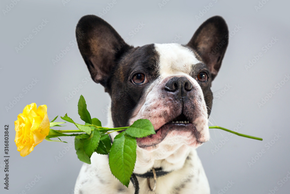 French bulldog with yellow rose in the muzzle for valentines day.