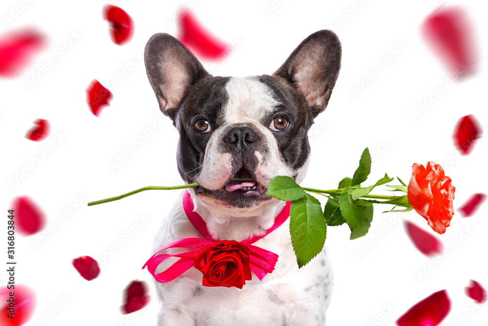 French bulldog with red rose in the muzzle for valentines day.