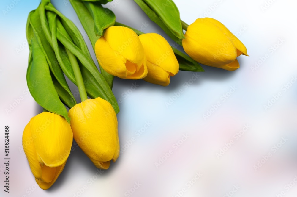 A fresh bouquet of tulips on blur background