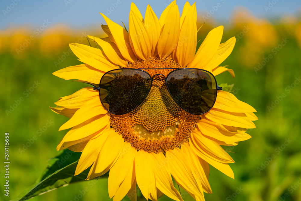 Sunflower with a smile. Emotions on sunflower. like and smile of sunflower