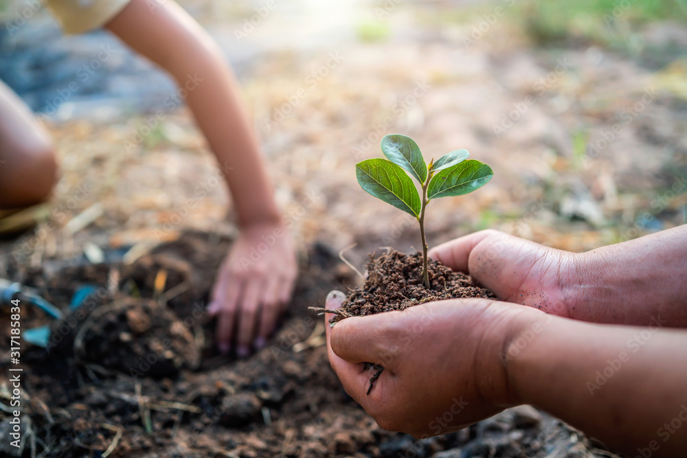 planting tree in garden. concept save world green earth