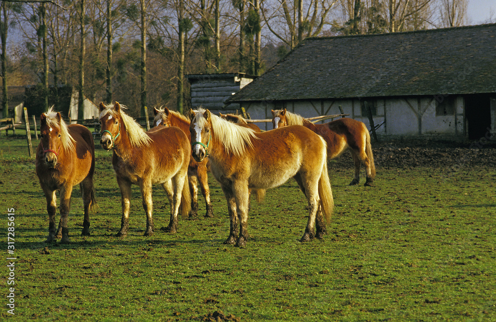 HAFLINGER