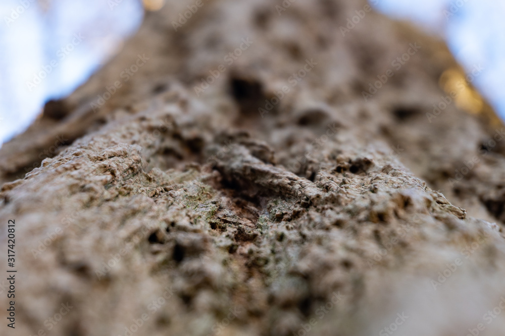 Focused area of a tree with a strong bokeh - background patterns