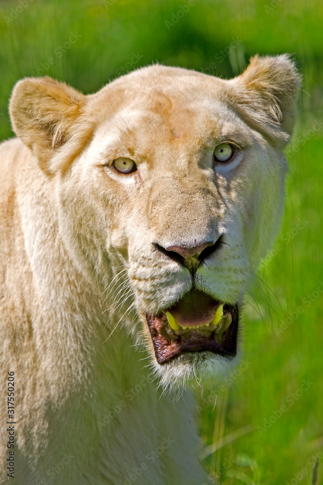 LION BLANC panthera leo krugensis