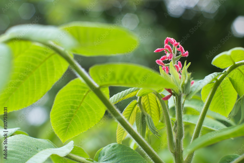 开粉色花的开花核桃树。核桃（核桃树）。核桃（普通核桃）