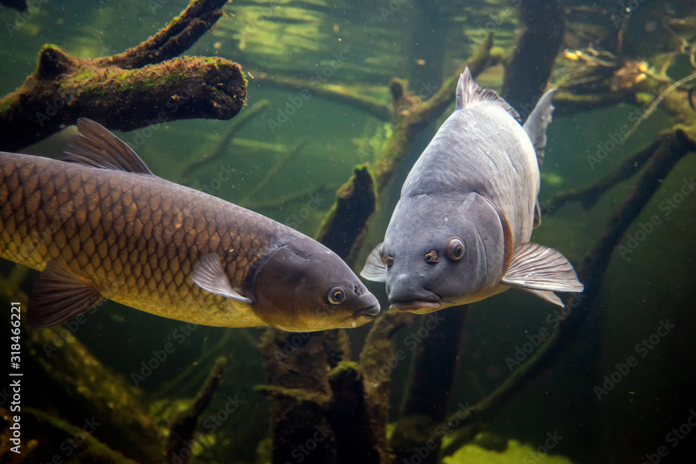 Freshwater fish carp (Cyprinus carpio) in the pond