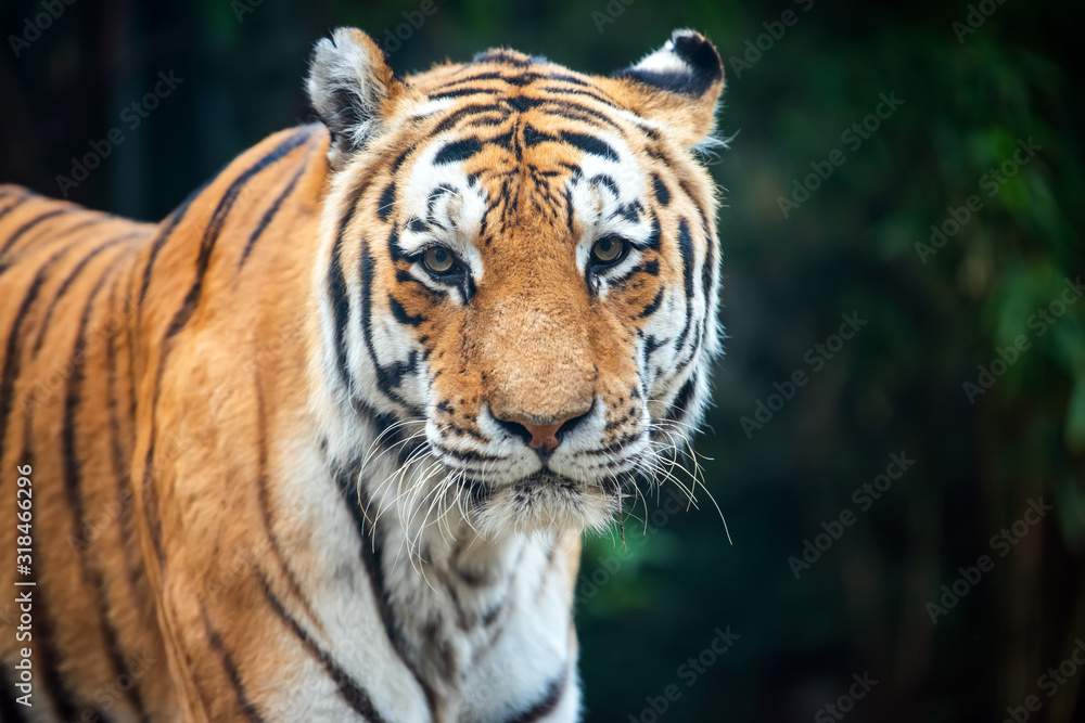 Tiger standing in grass looking at the camera