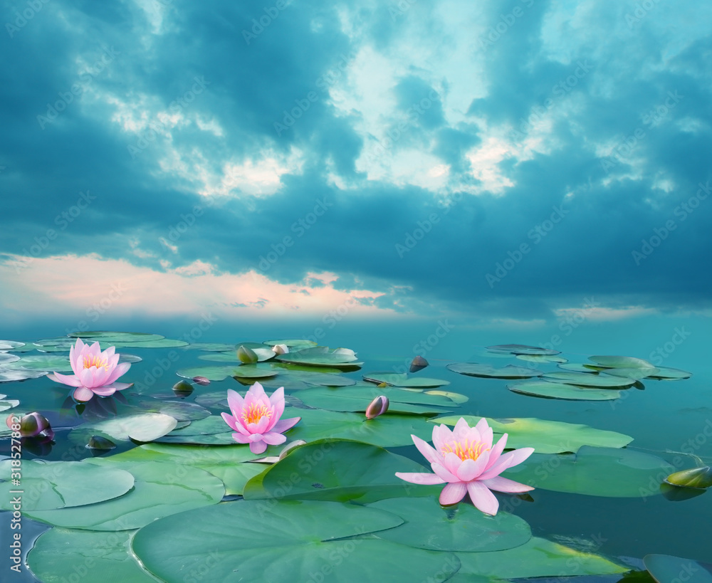 美丽的夏季风景，有粉色的百合花。有睡莲花的湖泊。盛开的睡莲若虫