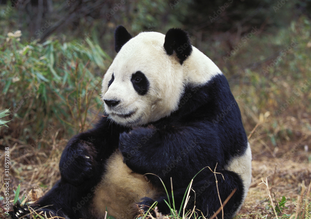 GRAND PANDA  ailuropoda melanoleuca