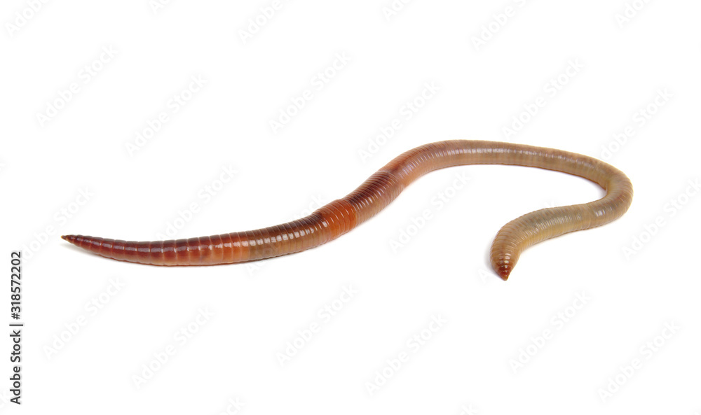 animal earth worm isolated on white