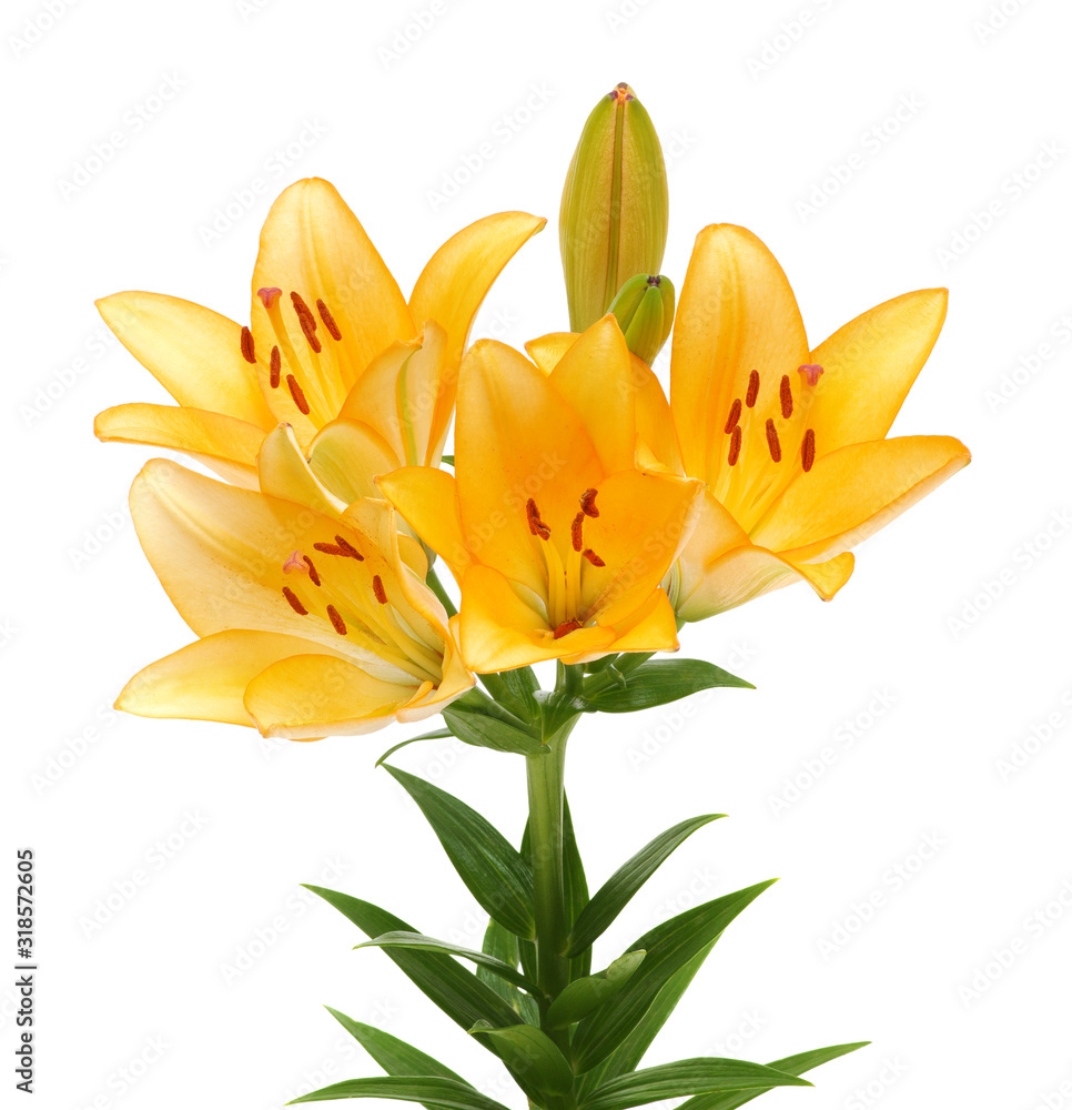  lilies on a white background