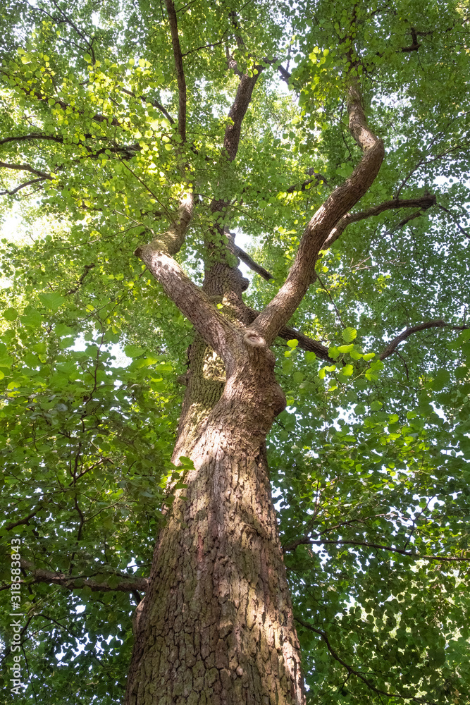 Krone eines Schnurbaumes Styphnolobium japonica Sophora japonica枯萎病