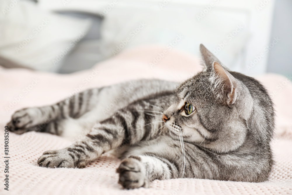 Cute cat on bed at home