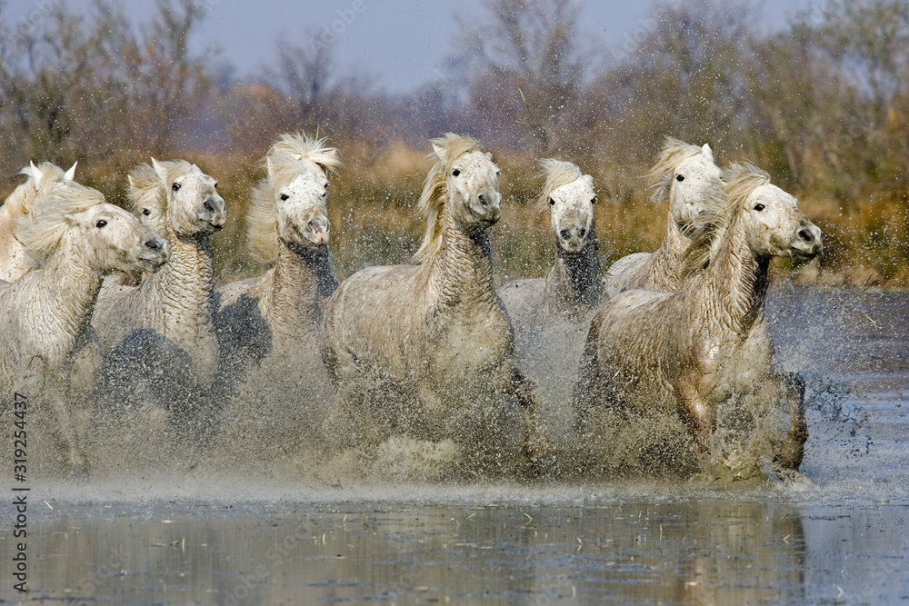 CAMARGUAIS