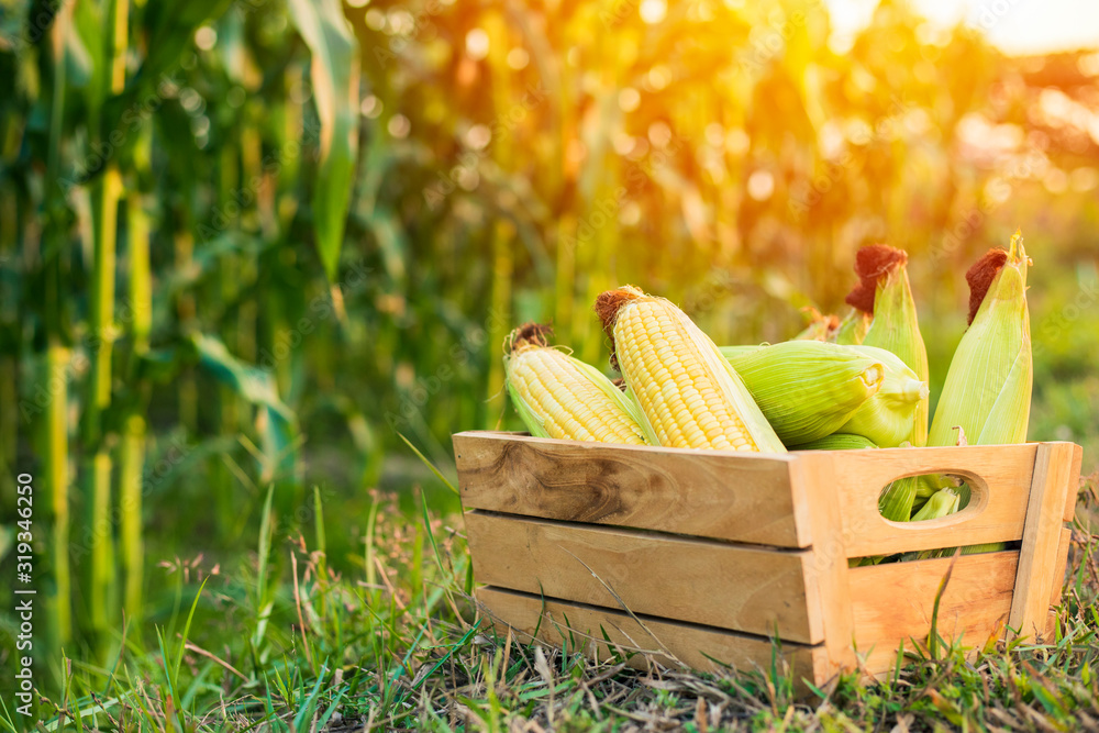 Fresh organic corn in a wooden box with fields of corn, organic vegetables, food safe concept