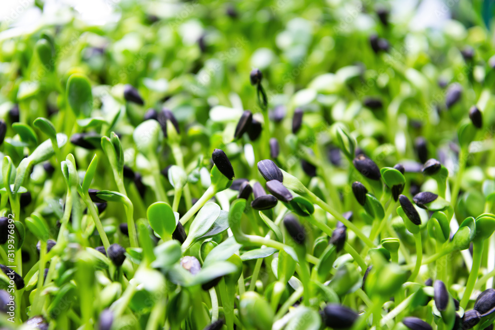 Sunflower sprouts. Lots of little green shoots.