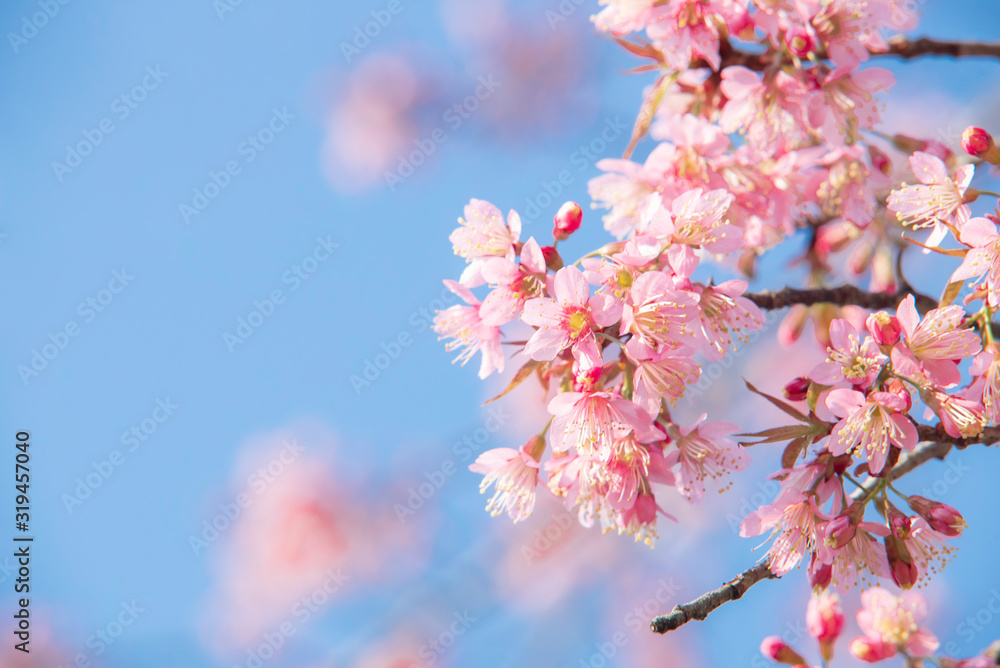 Soft focus Cherry blossoms, Pink flowers background.