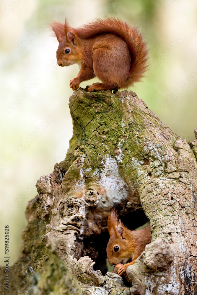 ECUREUIL ROUX sciurus vulgaris