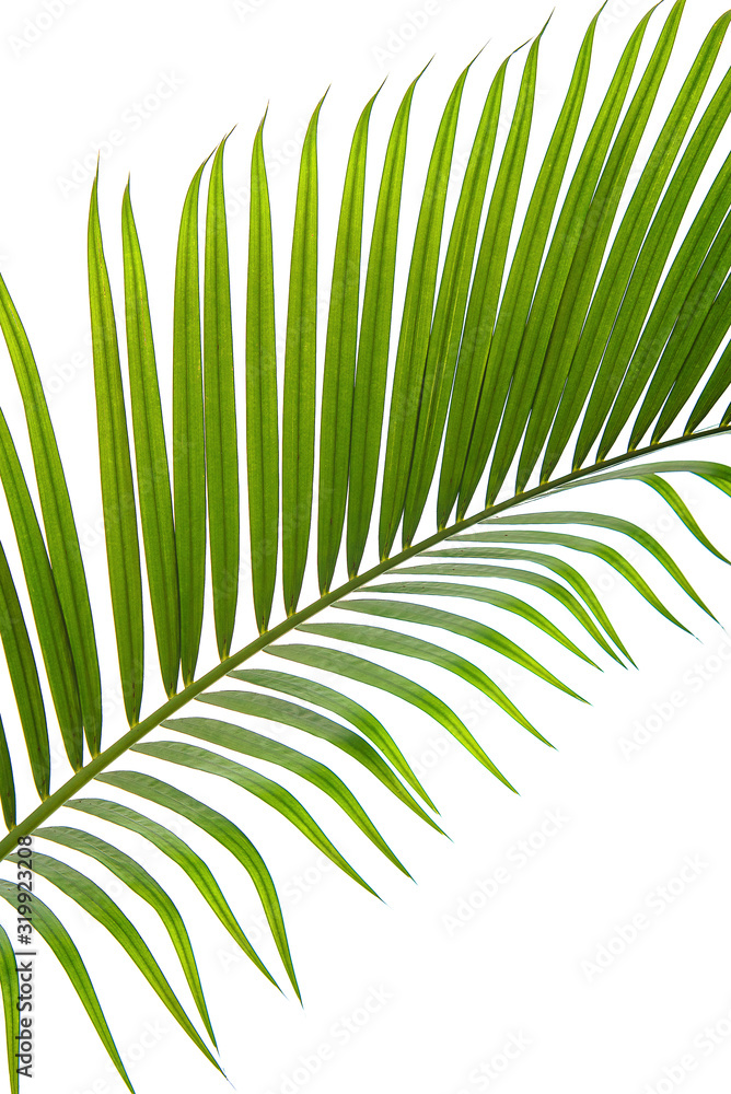 Green leaves of palm tree isolated on white background