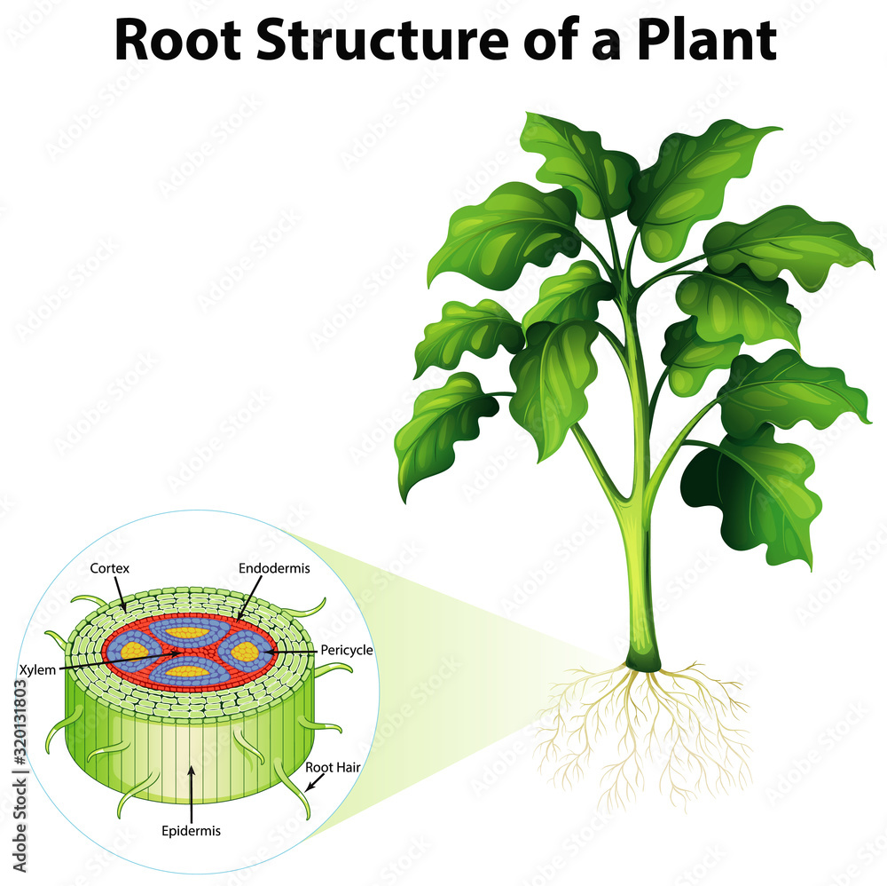 植物根系结构示意图