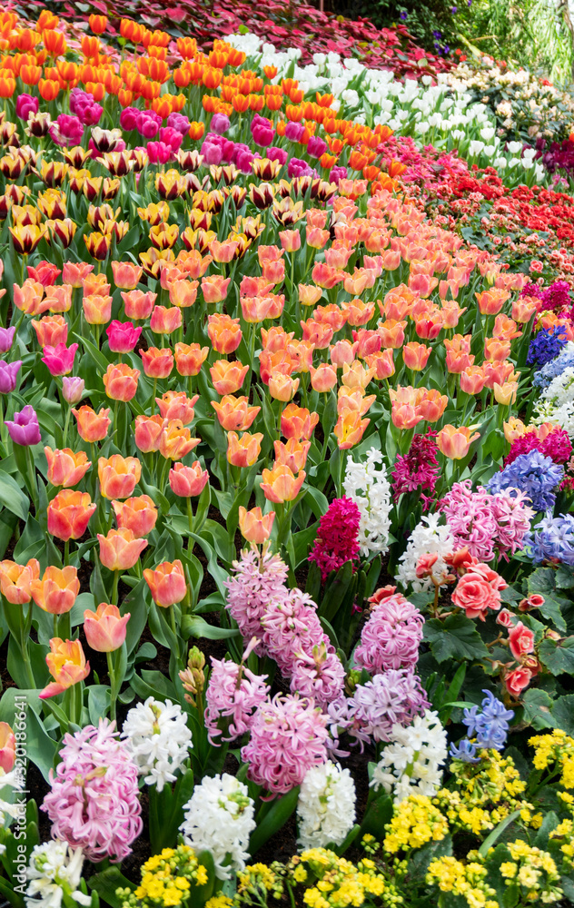 Beautiful Colorful tulips in garden nature in spring,beautiful nature background.