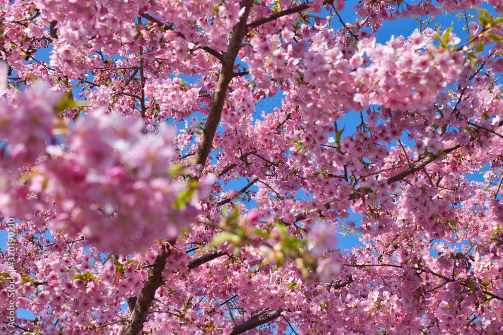 京都淀　満開の河津桜