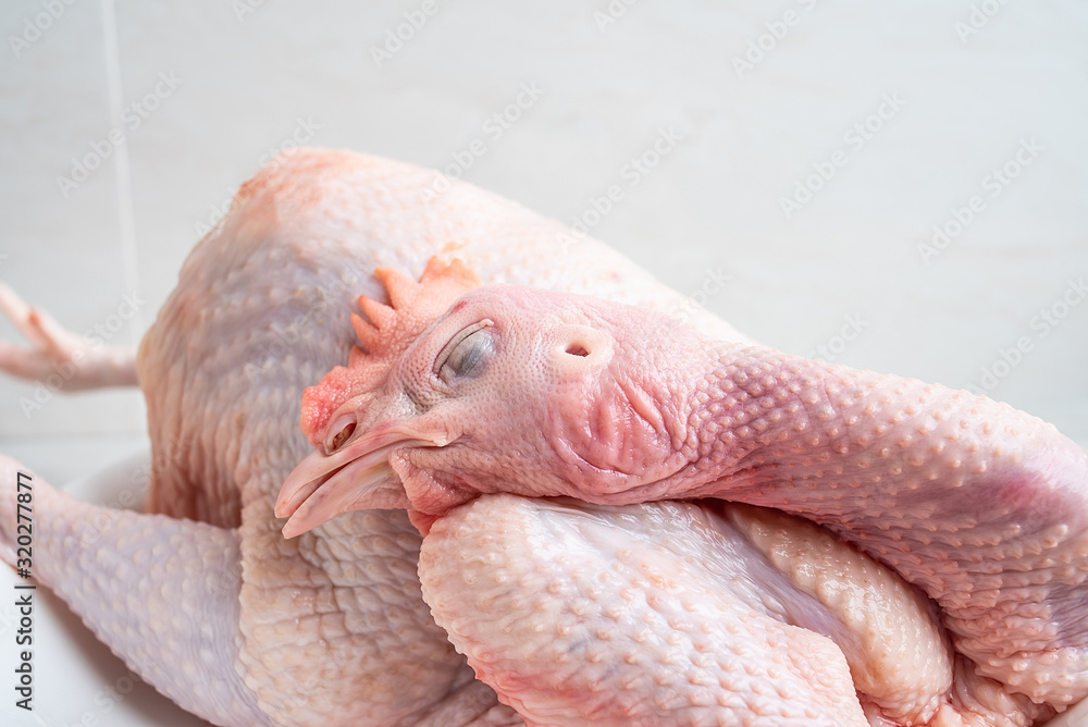 A freshly slaughtered hen on a kitchen tile countertop plate